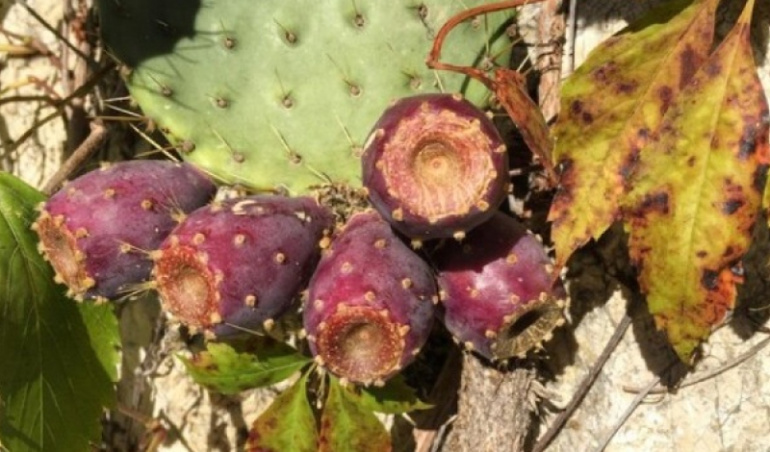 Why Dried Cactus Fruit is the Latest Trend in Healthy Snacks