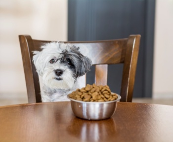 Can Dogs Eat Dried Fruit? A Complete Guide for Pet Owners