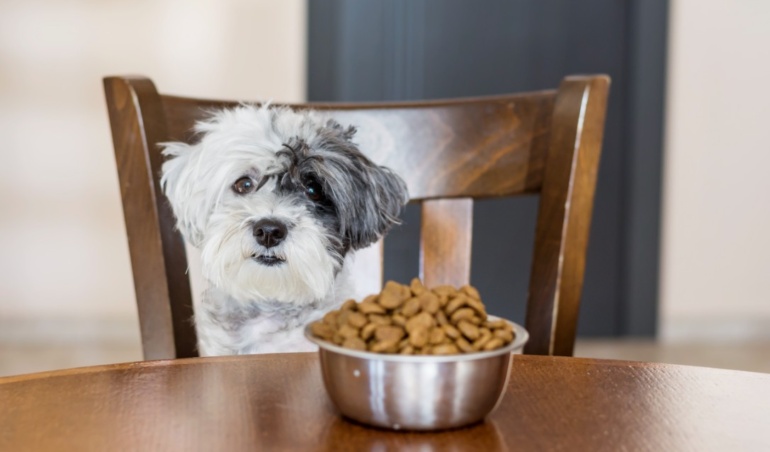 Can Dogs Eat Dried Fruit? A Complete Guide for Pet Owners