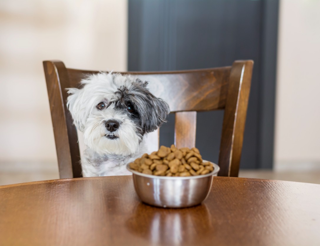 Can Dogs Eat Dried Fruit? A Complete Guide for Pet Owners