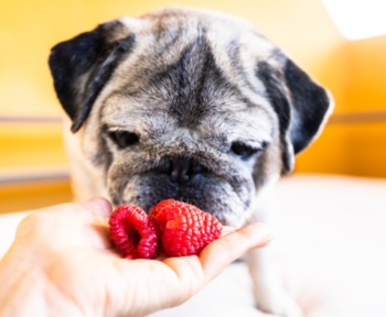 Can Dogs Have Freeze-Dried Strawberries?