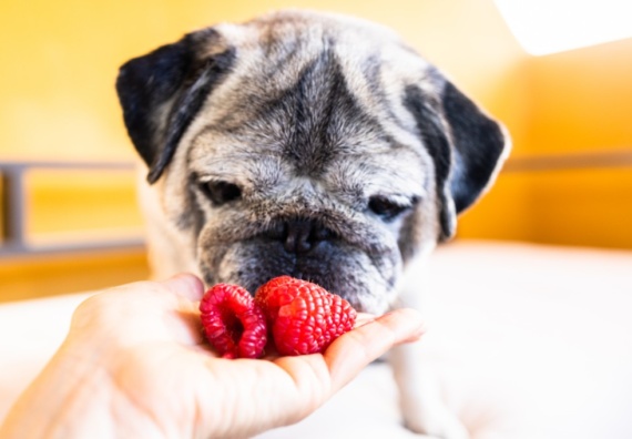 Can Dogs Have Freeze-Dried Strawberries?