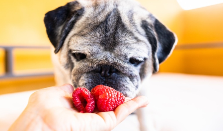 Can Dogs Have Freeze-Dried Strawberries?