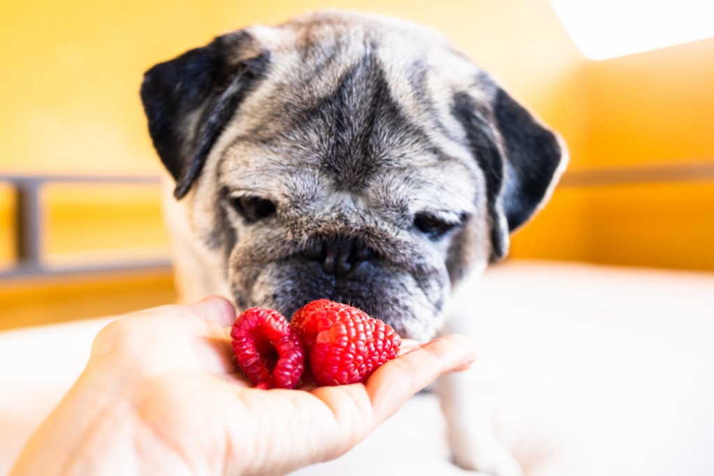 Can Dogs Have Freeze-Dried Strawberries?