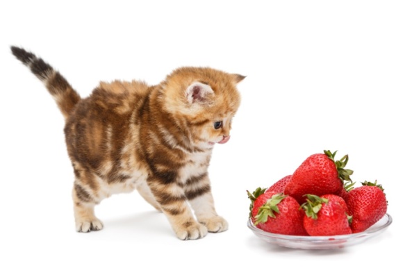 Can Cats Have Freeze-Dried Strawberries?