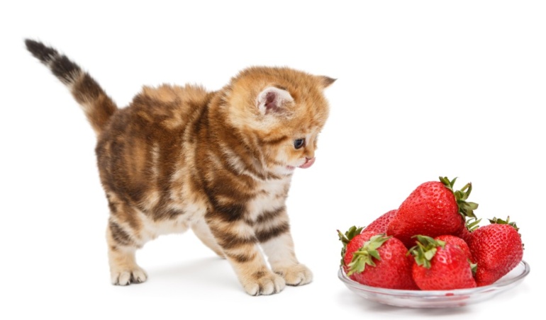 Can Cats Have Freeze-Dried Strawberries?