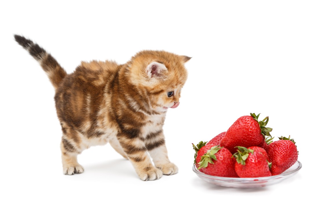 Can Cats Have Freeze-Dried Strawberries?