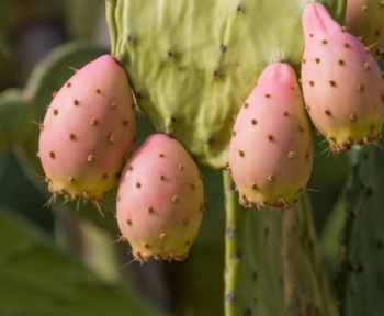 Why You Should Try Dried Cactus Fruit: A Superfood