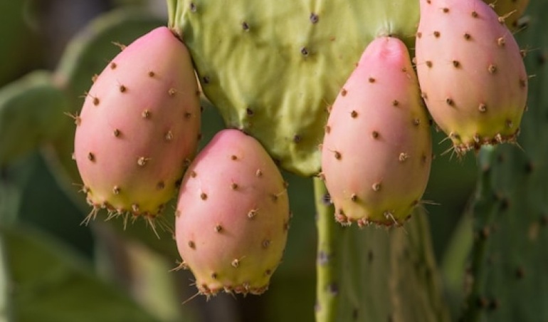 Why You Should Try Dried Cactus Fruit: A Superfood