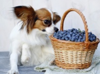 Can Dogs Have Freeze-Dried Blueberries?