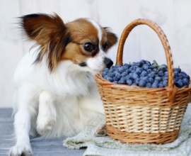 Can Dogs Have Freeze-Dried Blueberries?