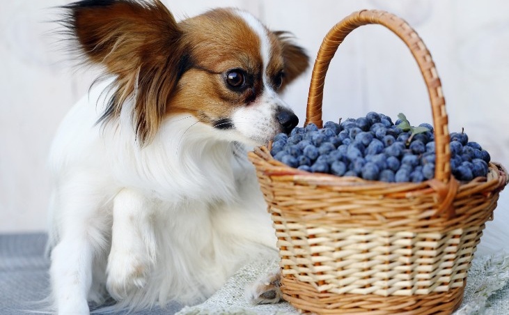 Can Dogs Have Freeze-Dried Blueberries?