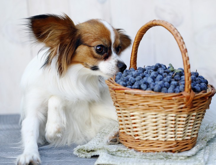 Can Dogs Have Freeze-Dried Blueberries?