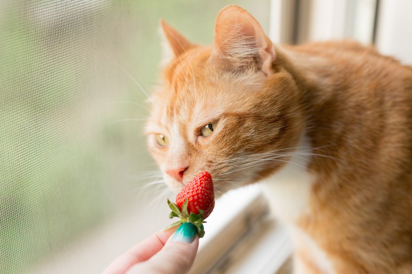 Can Cats Have Freeze-Dried Strawberries?