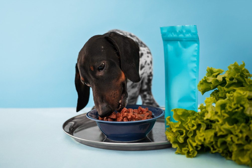 Can Dogs Have Freeze-Dried Blueberries?
