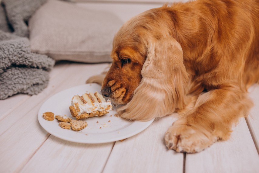 Can Dogs Eat Dried Fruit? A Complete Guide for Pet Owners