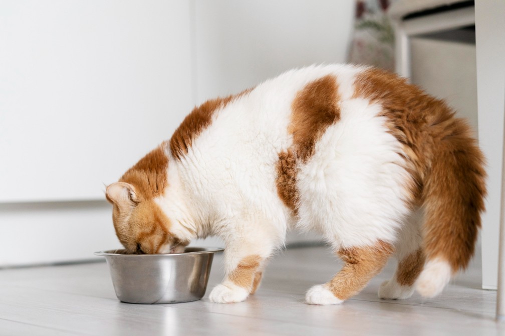 Can Cats Have Freeze-Dried Strawberries?