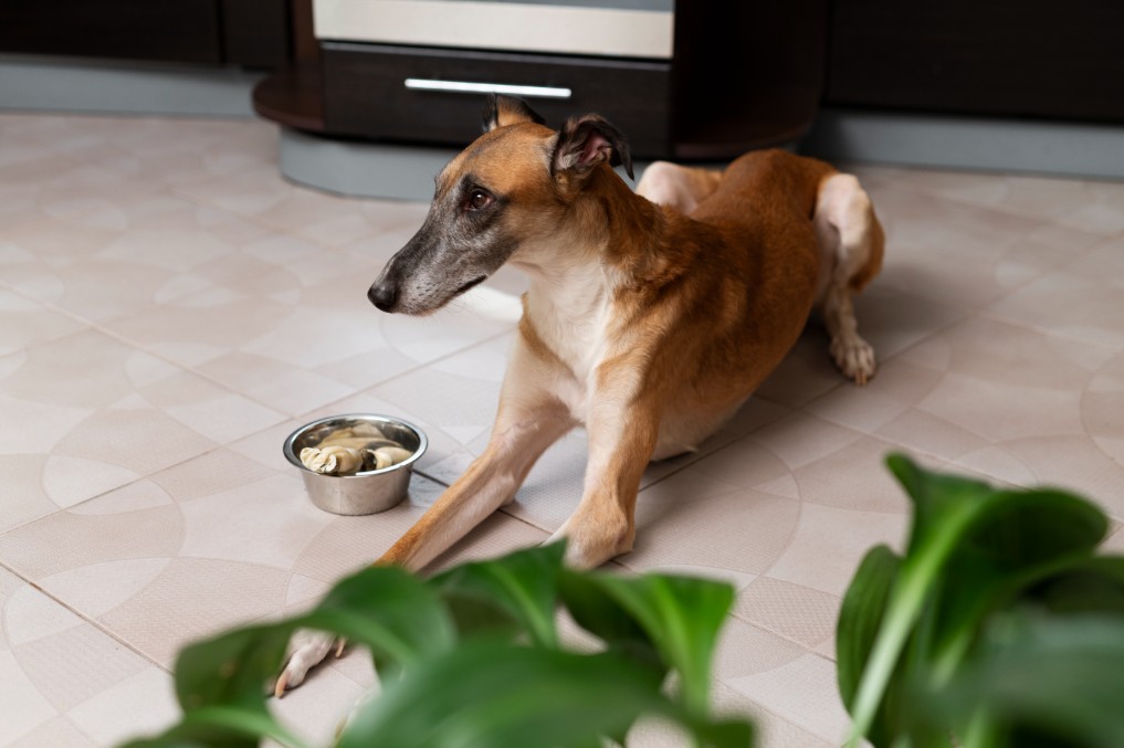 Can Dogs Eat Dried Fruit? A Complete Guide for Pet Owners