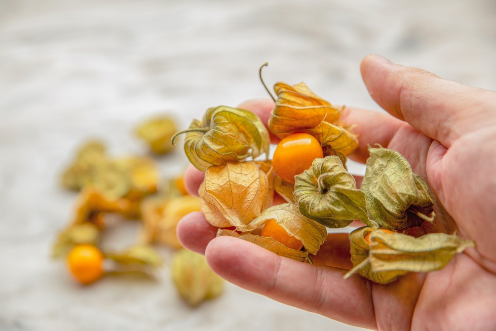 Does Dried Fruit Go Bad? Your Ultimate Guide