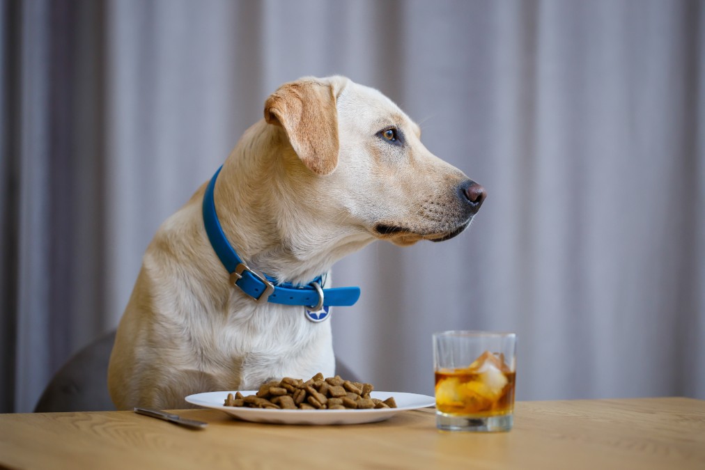 Can Dogs Eat Dried Fruit? A Complete Guide for Pet Owners