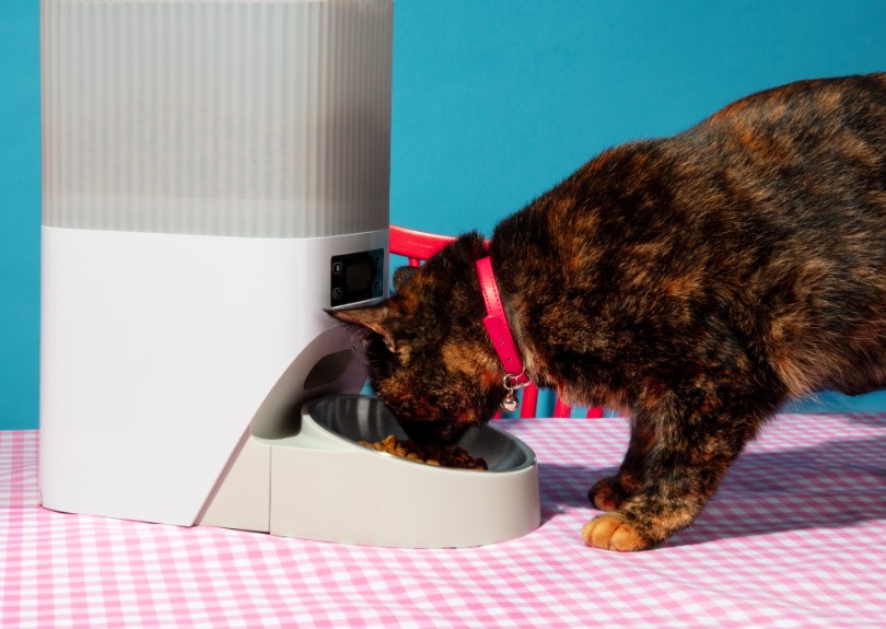 Can Dogs Have Freeze-Dried Strawberries?