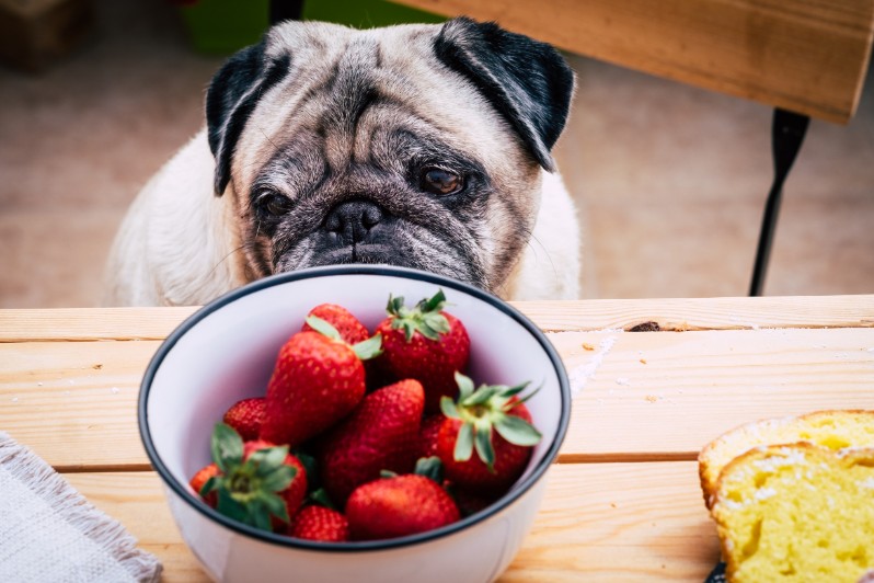 Can Dogs Have Freeze-Dried Strawberries?