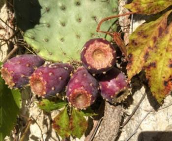 Xoconostle Cactus Fruit Information and Facts