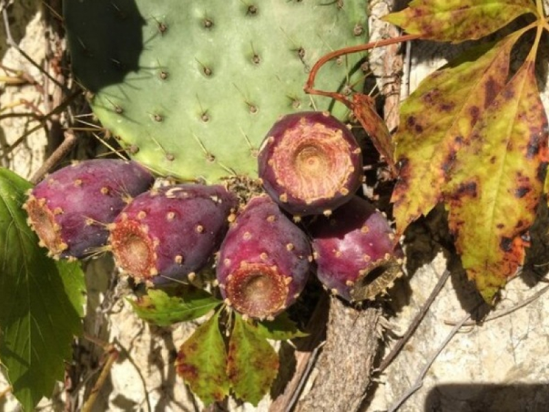 Xoconostle Cactus Fruit Information and Facts