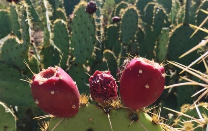 Find Premium Frozen and Preserved Dried Prickly Pear