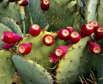 The Growing Popularity of Dried Cactus Fruit in Global Markets