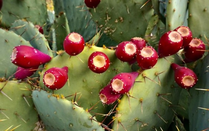 The Growing Popularity of Dried Cactus Fruit in Global Markets