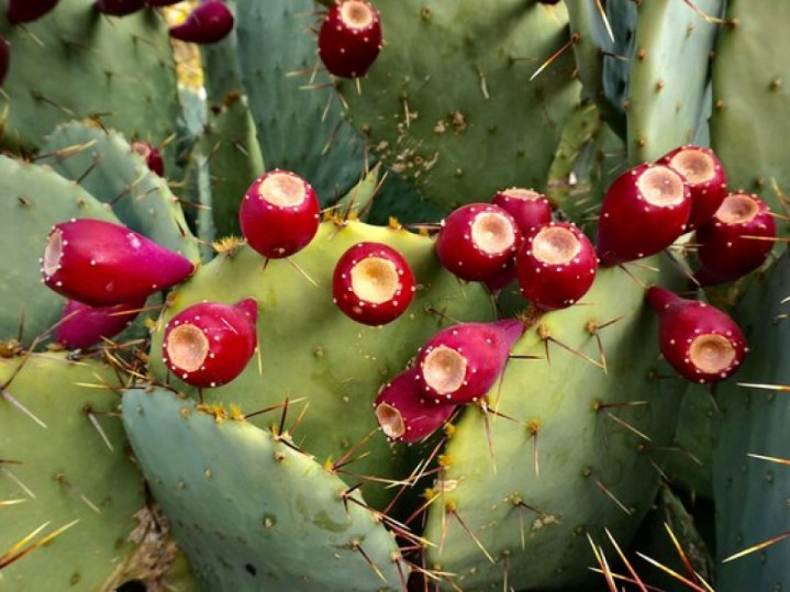 The Growing Popularity of Dried Cactus Fruit in Global Markets