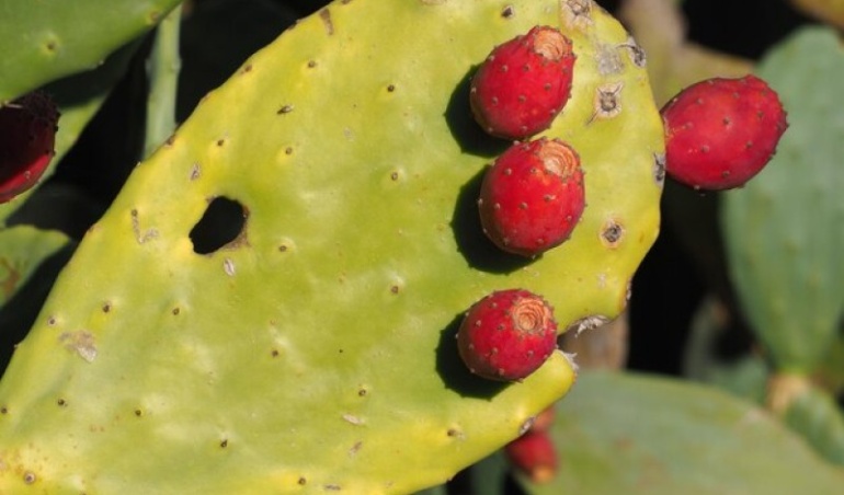 How to Prepare and Use Prickly Pear Cactus Fruit and Pads