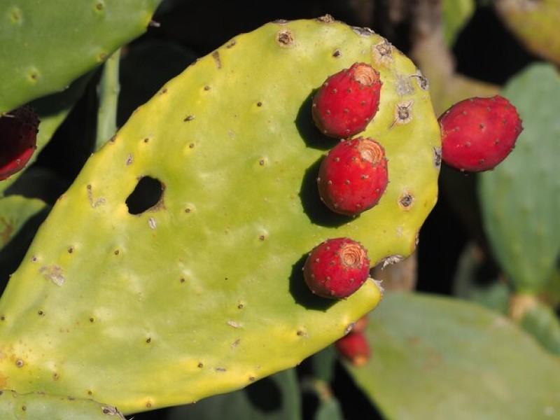 How to Prepare and Use Prickly Pear Cactus Fruit and Pads