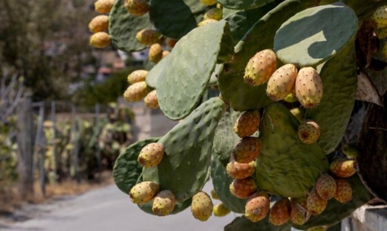 Health Benefits of Dried Cactus Fruit: A Powerhouse