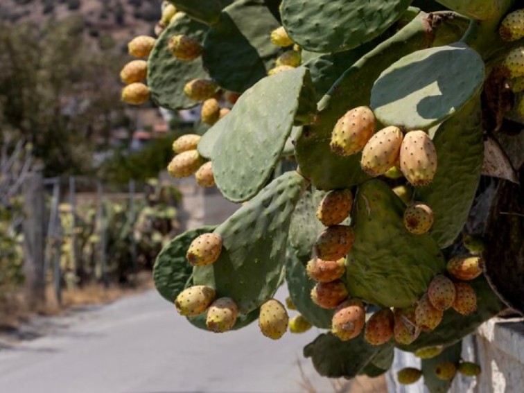 Health Benefits of Dried Cactus Fruit: A Powerhouse