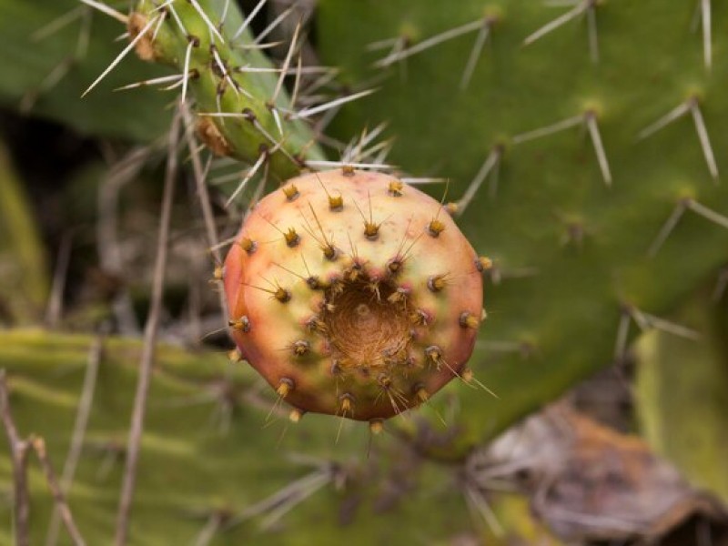 How Dried Cactus Fruit Can Boost Your Energy Levels