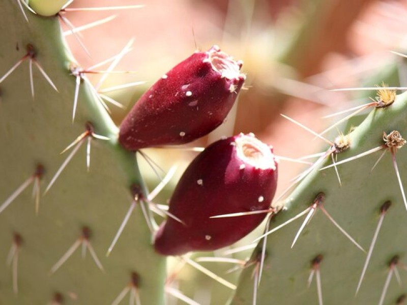 Why Dried Cactus Fruit is the Latest Trend in Healthy Snacks