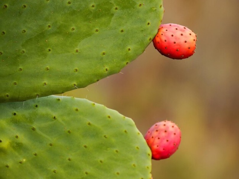 Xoconostle Cactus Fruit Information and Facts