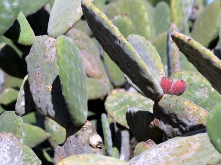 Xoconostle Cactus Fruit Information and Facts