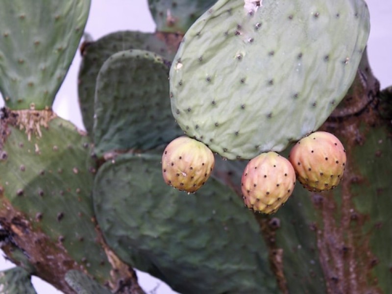 Xoconostle Cactus Fruit Information and Facts