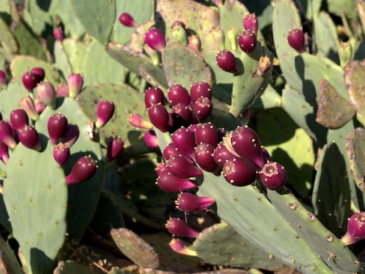 How to Cut and Eat Prickly Pear (Cactus Fruit)