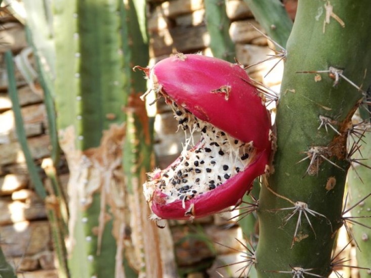 The Growing Popularity of Dried Cactus Fruit in Global Markets