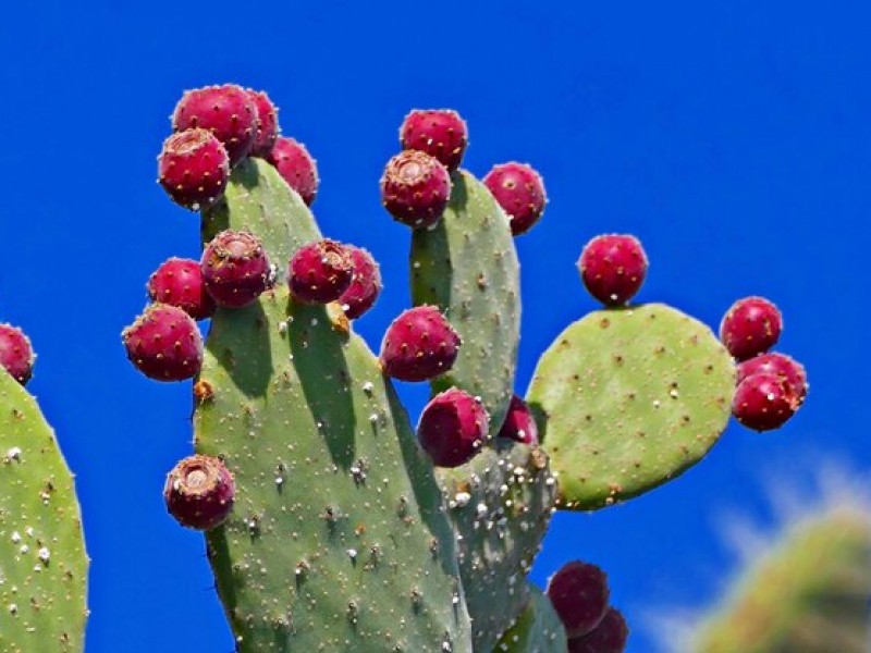 The Growing Popularity of Dried Cactus Fruit in Global Markets