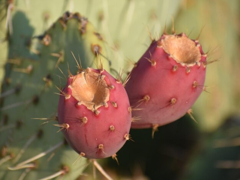 The Growing Popularity of Dried Cactus Fruit in Global Markets