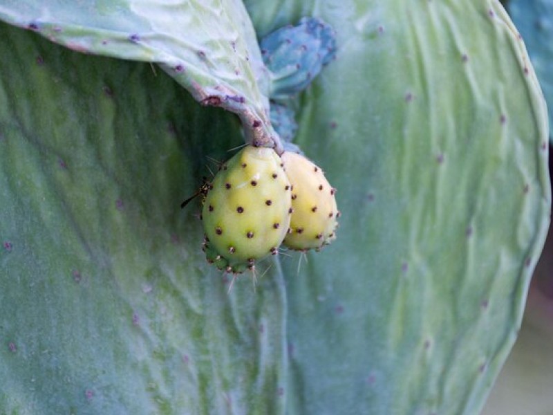 Why Dried Cactus Fruit is the Latest Trend in Healthy Snacks