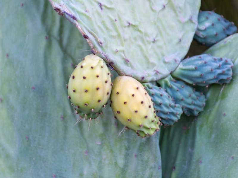 Xoconostle Cactus Fruit Information and Facts