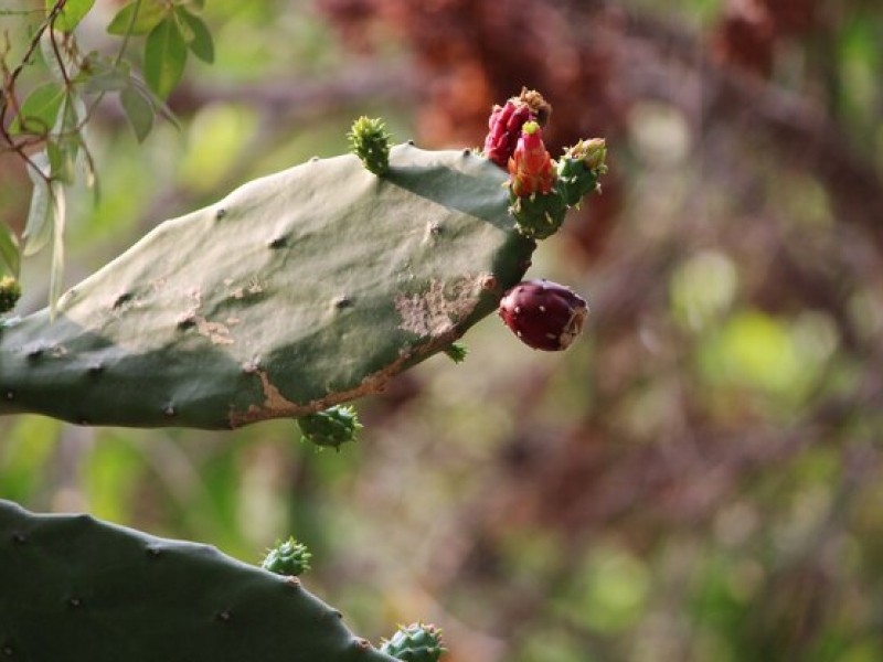 The Growing Popularity of Dried Cactus Fruit in Global Markets