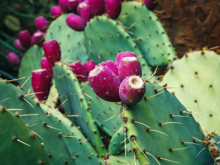 How to Prepare and Use Prickly Pear Cactus Fruit and Pads
