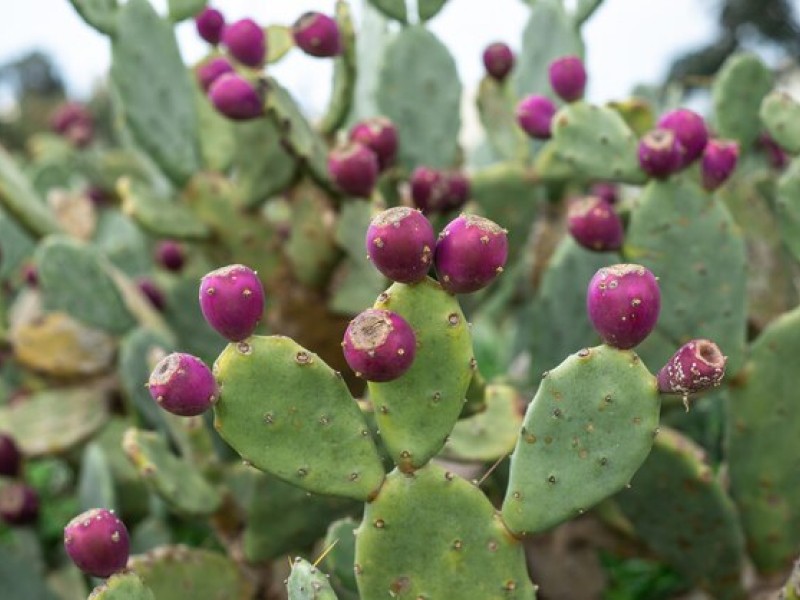 Why Dried Cactus Fruit is the Latest Trend in Healthy Snacks